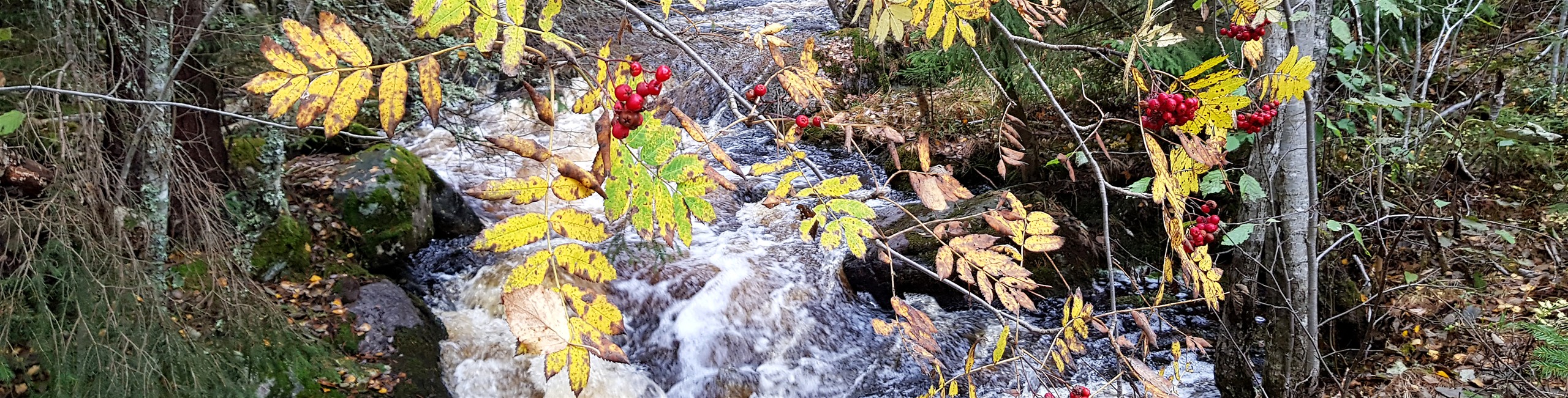 Höstlov i Bjursås
